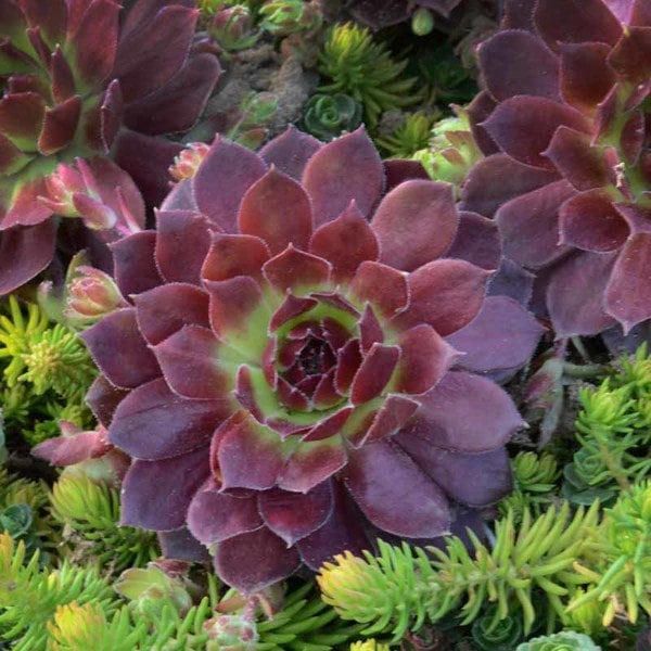 Sempervivum 'Rocknoll Rosette' Succulent-Hens & Chicks in 3.5" Pot, red succulent, red sempervivum, houseleek,