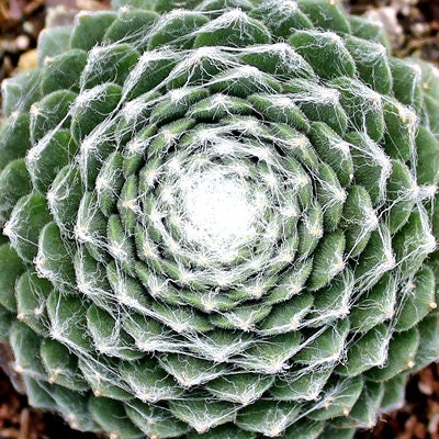 Cobweb Succulent - Hens and Chicks Sempervivum Arachnoideum Plant - 4 inch pot