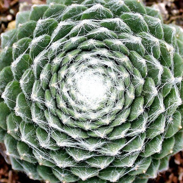 Hens and Chicks 'Cobweb' Live Hardy Succulent, Hardy Sempervivum