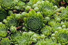 Braunii Succulent - Hens & Chicks Sempervivum Plant in 4 inch pot