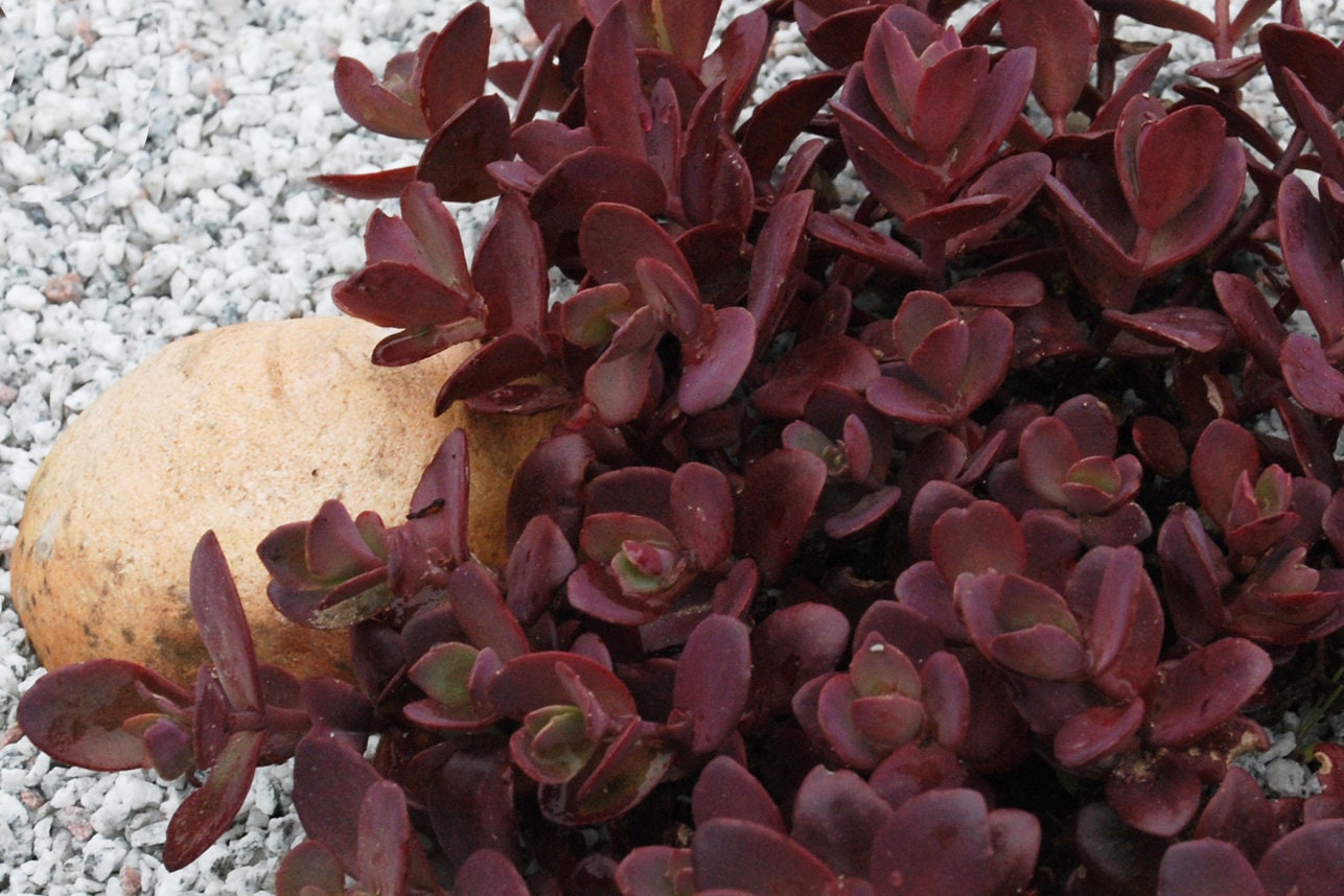Cherry Tart Succulent - Stonecrop Succulent Plant by Suncatcher™ - 4 inch pot