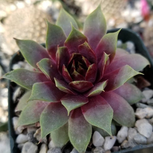 Sempervivum Ruby Heart Live Succulent Hens & Chicks cold hardy red succulent colorful succulent red center sempervivum grown in 4 inch Pot