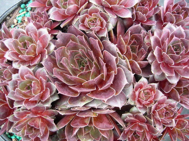 Sempervivum Firebird Succulent Hens and Chicks 3.5 inch Pot red succulent red sempervivum hardy succulent hardy hens and chicks