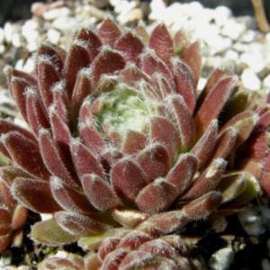 Succulent Live Plant Live Succulent Averil Easy Plant Colorful Plant Indoor Plant Outdoor Plant Averill Sempervivum grown in 3.5" pot