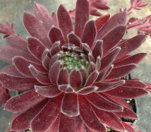 Succulent Live Plant Live Succulent Averil Easy Plant Colorful Plant Indoor Plant Outdoor Plant Averill Sempervivum grown in 3.5" pot