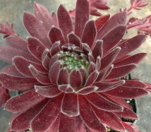 Averil Succulent - Hens and Chicks Sempervivum Plant - 4 inch pot