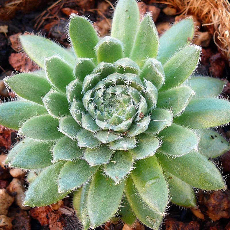 Succulent Live Plant Live Succulent Averil Easy Plant Colorful Plant Indoor Plant Outdoor Plant Averill Sempervivum grown in 3.5" pot