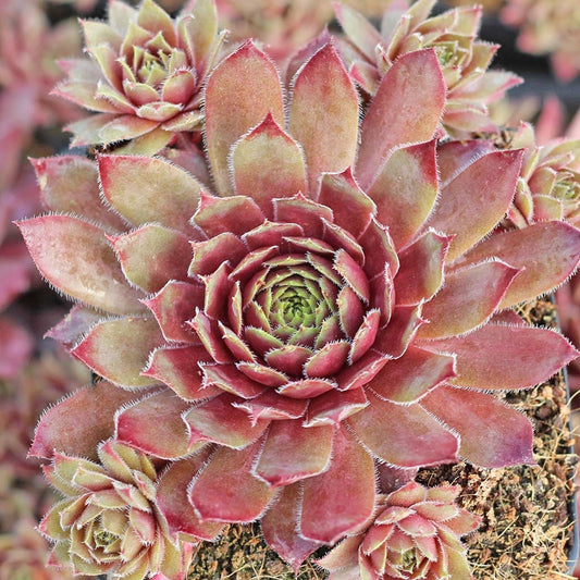 Sempervivum Dynamo Hens and Chicks Succulent 3.5 inch pot