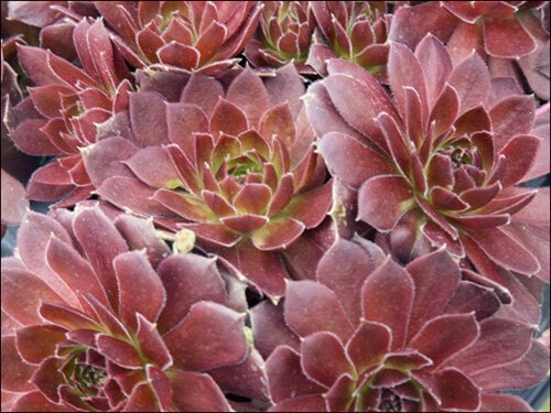 Sempervivum 'Rocknoll Rosette' Succulent-Hens & Chicks in 3.5" Pot, red succulent, red sempervivum, houseleek,