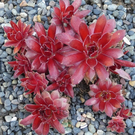 Sempervivum 'Rocknoll Rosette' Succulent-Hens & Chicks in 3.5" Pot, red succulent, red sempervivum, houseleek,