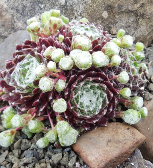 Live Succulent Plant Rubrum Succulent Hens Chicks Sempervivum Houseleeks Succulent in Pot Sempervivum arachnoideum 4 inch pot