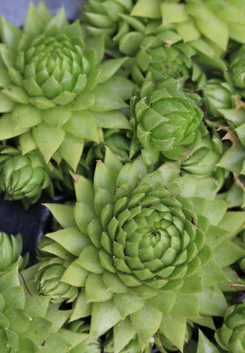 Sempervivum Plant Jovibarba Allionii Succulent Hens & Chicks Live Plant Houseleeks Live Succulents  in 3.5" Pot