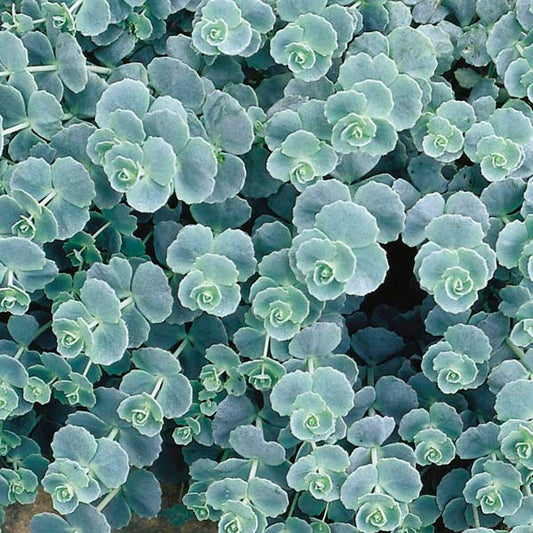 Sedum 'October Daphne' Stonecrop, 4" Pot Live Plant