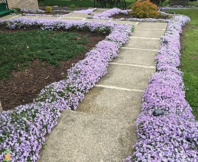 Emerald Blue Creeping Phlox - Phlox Subulata - 1 gallon pot