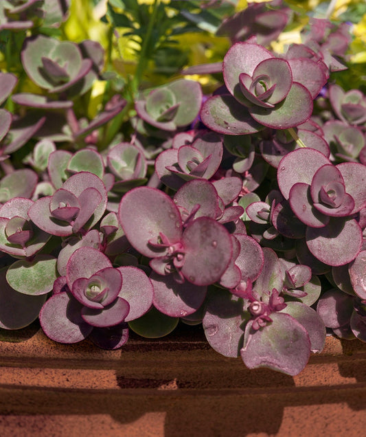 Cherry Tart Succulent - Stonecrop Succulent Plant by Suncatcher™ - 4 inch pot
