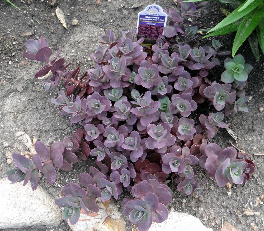 Cherry Tart Succulent - Stonecrop Succulent Plant by Suncatcher™ - 4 inch pot