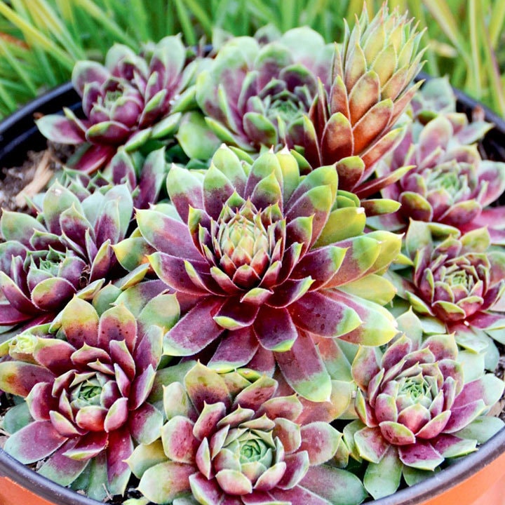 RUBY HEART LIVE SUCCULENT Sempervivum Hens & Chicks cold hardy red succulent colorful succulent burgandy center sempervivum grown in 4 inch Pot