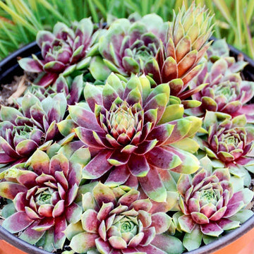 Sempervivum Ruby Heart Live Succulent Hens & Chicks cold hardy red succulent colorful succulent red center sempervivum grown in 4 inch Pot