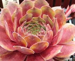 Sempervivum Firebird Succulent Hens and Chicks 3.5 inch Pot red succulent red sempervivum hardy succulent hardy hens and chicks