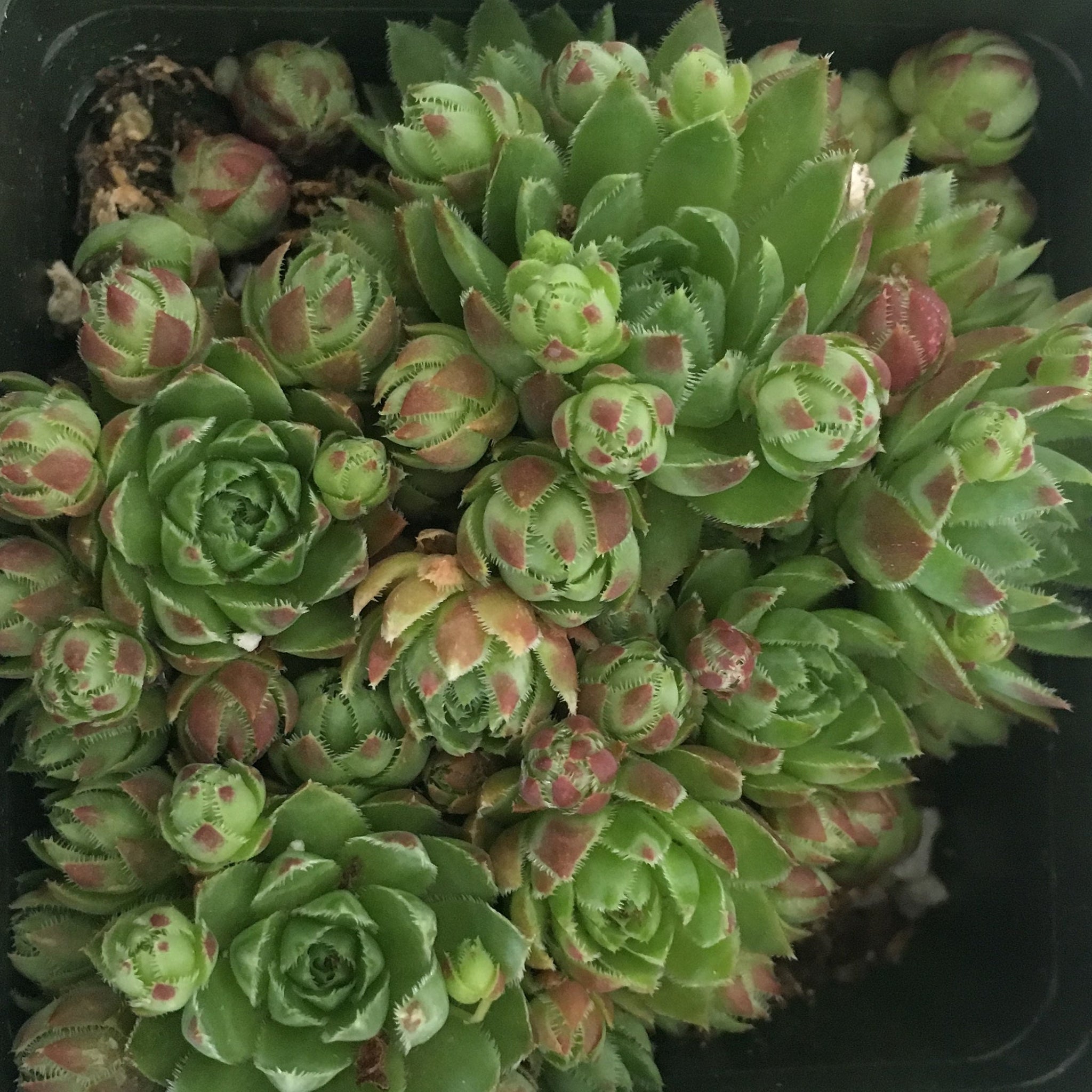 Sempervivum Globiferum Jovibarba Hedgehog 4 inch Pot Succulent Dense Rosettes Hens and Chicks Frost Hardy rollers Jovibarba hedgehog