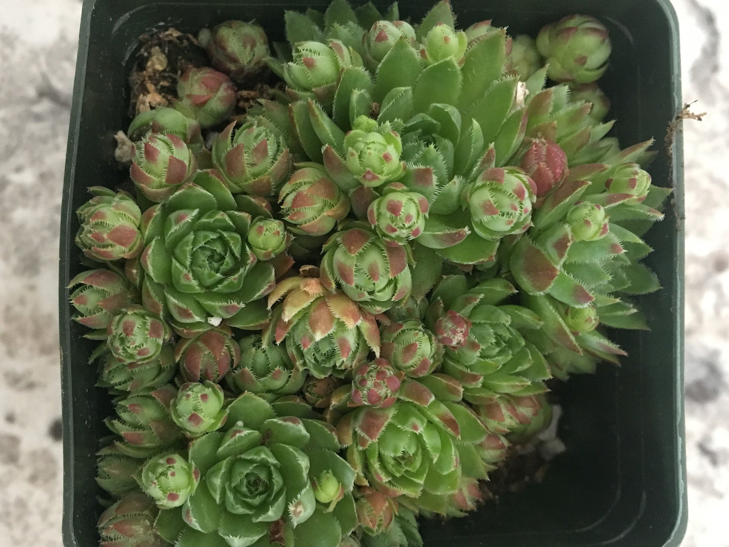 Sempervivum Globiferum Jovibarba Hedgehog 4 inch Pot Succulent Dense Rosettes Hens and Chicks Frost Hardy rollers Jovibarba hedgehog