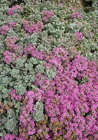 Sedum Pluricaule 'Isle of Sakhalin', 4" Pot Live Plant