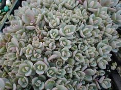 Sedum Pluricaule 'Isle of Sakhalin', 4" Pot Live Plant