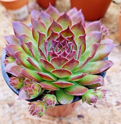 Sempervivum 'Black' Hens & Chicks, 4" Pot Live Plant