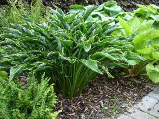 Hosta "Praying Hands"/ Plantain Lily/ 4" Pot Perennial