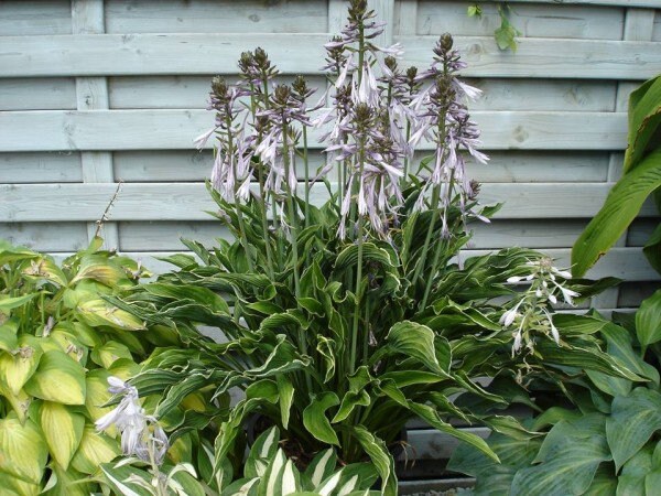 Hosta "Praying Hands"/ Plantain Lily/ 4" Pot Perennial