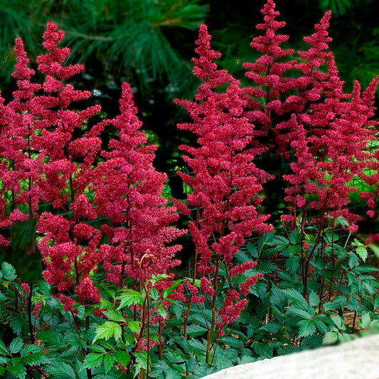 Astilbe 'Fanal', 1 Gallon Pot Live Plant