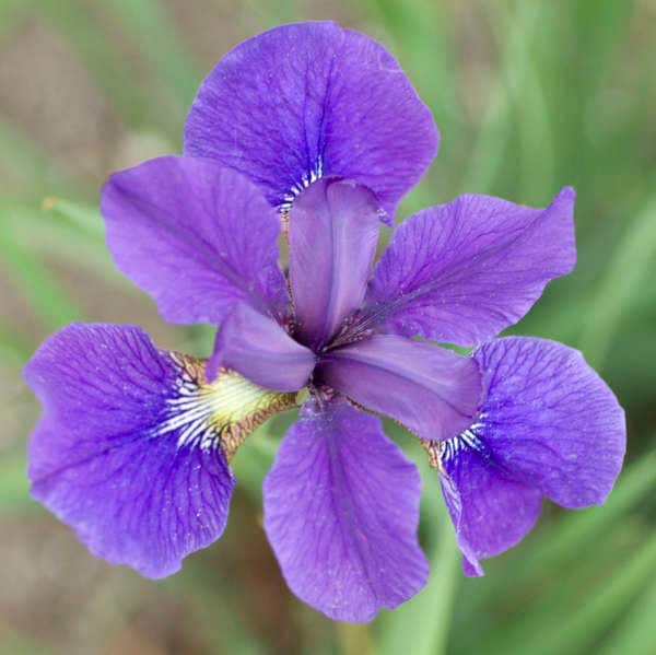 Siberian Iris 'Caesars Brother'/ Gallon Pot Perennial/ Gorgeous Deep Purple Flowers
