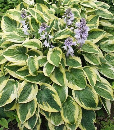 Brim Cup Hosta - Plantain Lily Plant by Proven Winners - 2 Gallon Pot