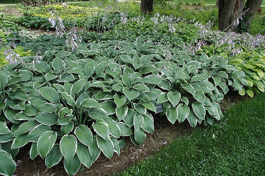 Hosta 'Francee', 1 Gallon Pot Live Plant