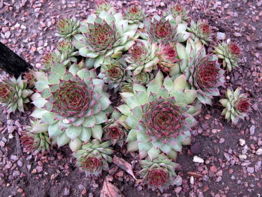 Sempervivum Bronco, 4" Pot, Succulent, Pet Safe, Easy to Propagate, Frost Hardy, Gorgeous Rosettes, Many Color Changes