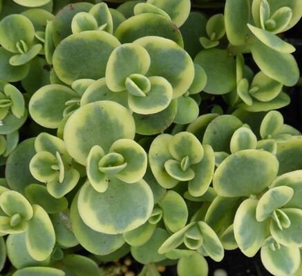 Sedum Sunsparkler 'Lime Twister', 4" Pot Live Plant