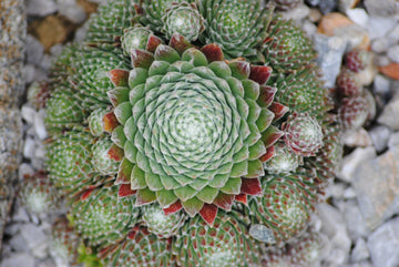 Sempervivum 'Koko Flanel' Hens & Chicks, 4" Pot Live Plant