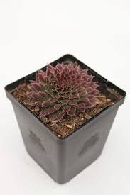 Pacific Mayfair Imp Live Succulent Live Sempervivum Drought Resistant Red Succulent Rock Gardens Hardy Succulent Red sempervivum , 4" Pot,