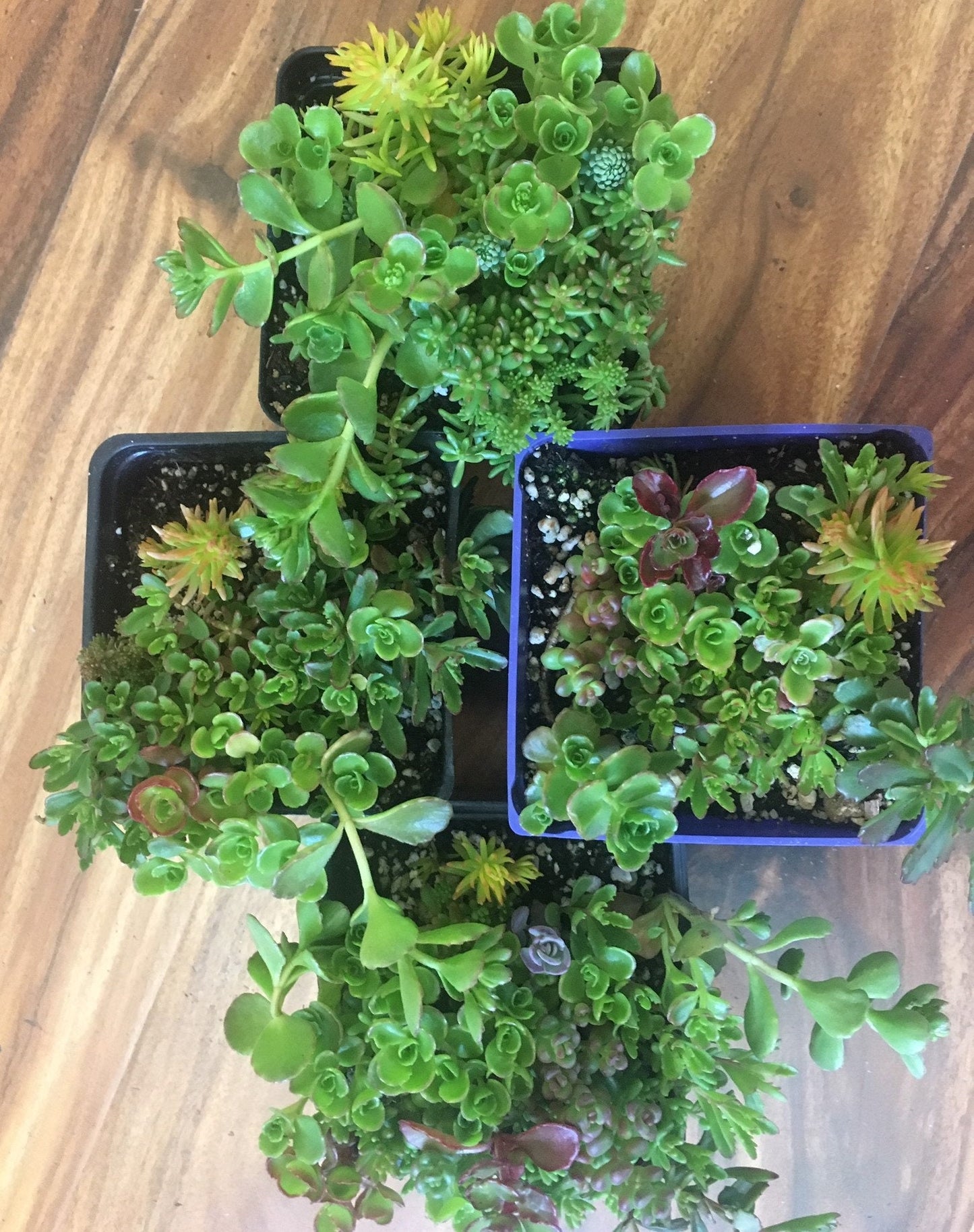 Medley of Four Different Stonecrop Sedum Succulent4" pots