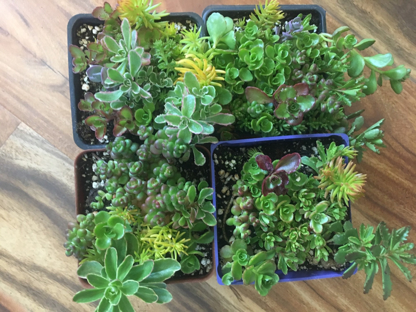 Medley of Four Different Stonecrop Sedum Succulent4" pots