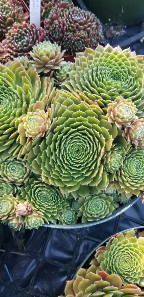 Pilioseum Succulent Plant - 4" Pot