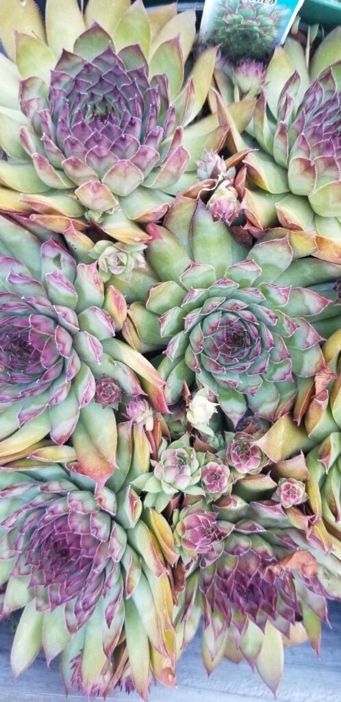 Sempervivum Bronco, 4" Pot, Succulent, Pet Safe, Easy to Propagate, Frost Hardy, Gorgeous Rosettes, Many Color Changes