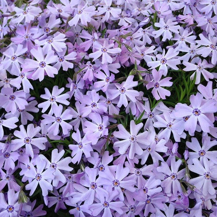 Emerald Blue Creeping Phlox - Phlox Subulata - 1 gallon pot