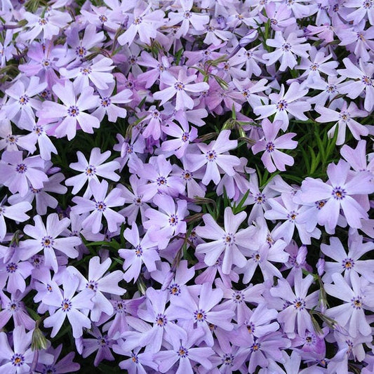 Emerald Blue Creeping Phlox - Phlox Subulata - 1 gallon pot