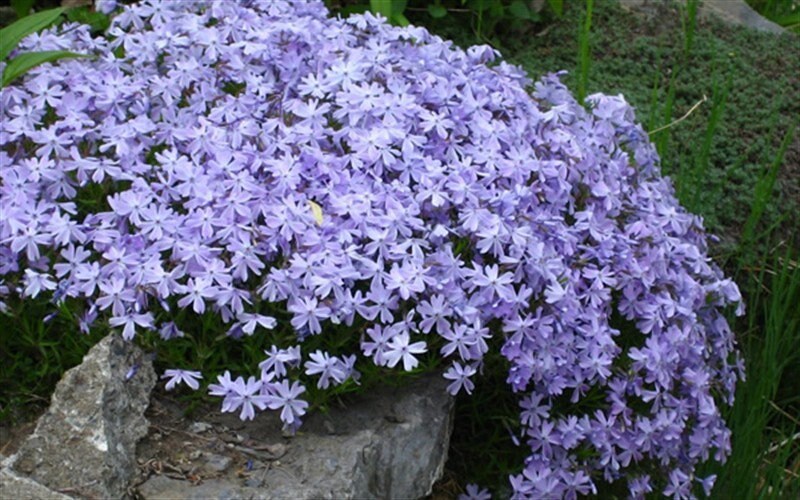 Emerald Blue Creeping Phlox - Phlox Subulata - 1 gallon pot