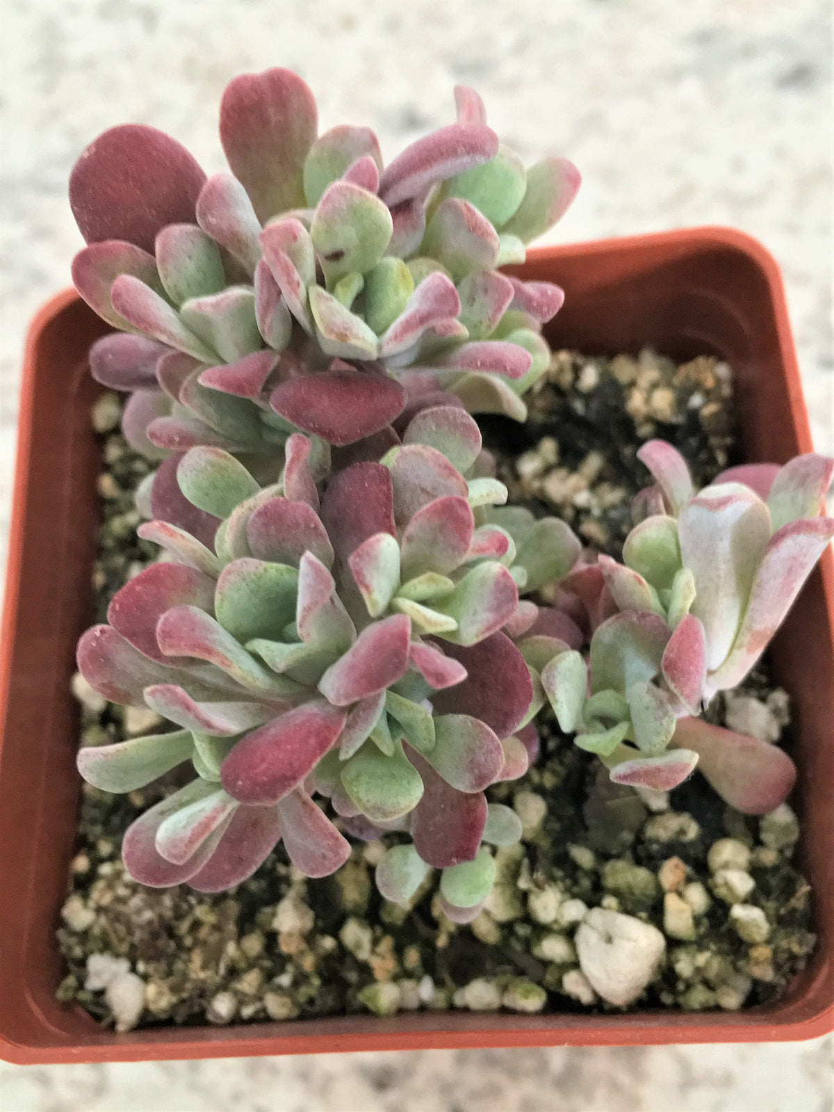 Cape Blanco Stonecrop Sedum Succulent Plant - 4 inch pot