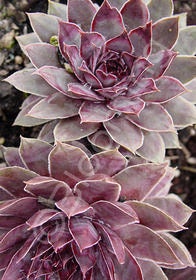 Sempervivum Topaz, Strong Leaves,  Gorgeous Rosettes, 3.5" Pot, Good for Rock Gardens, Perennial