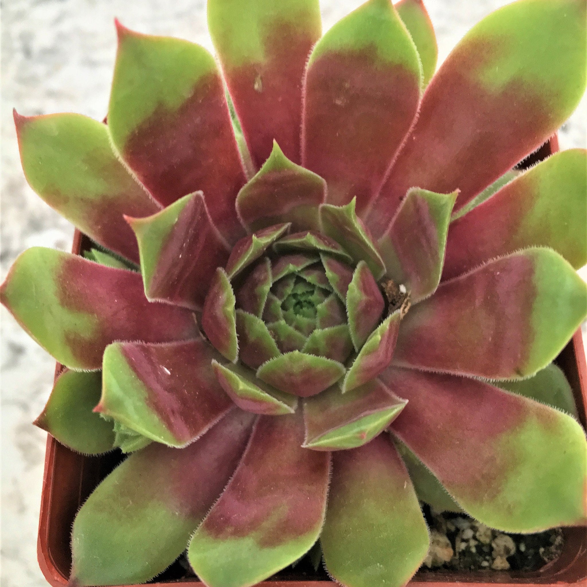 Hopewell Succulent  - Hens and Chicks Sempervivum Plant - 4 inch pot