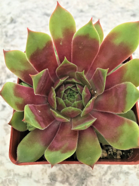 Live Succulent Plant Hopewell Succulent Red Succulent Hens and Chicks Gorgeous Rosettes Perennial Sempervivum 3.5" Pot