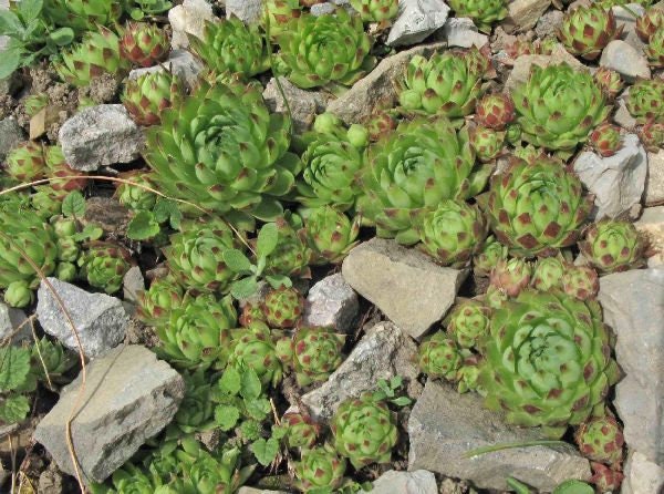 Sempervivum Globiferum Jovibarba Hedgehog 4 inch Pot Succulent Dense Rosettes Hens and Chicks Frost Hardy rollers Jovibarba hedgehog